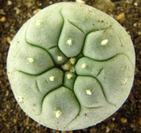 L. Diffusa var fricii forma albilflora